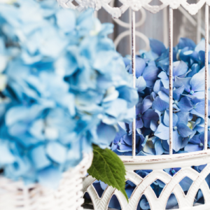 blue hydrangea flowers in decorative cages