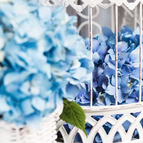 blue hydrangea flowers in decorative cages