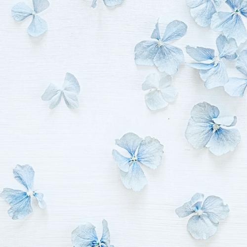 blue hydrangea petals on white tablecloth